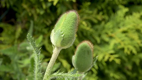 Close-up of a still closed corn poppy blossom in spring Stock Footage 129714156