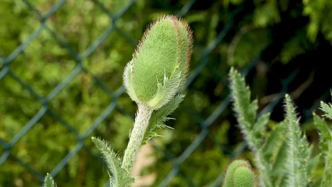 Close-up of a still closed corn poppy blossom in spring Stock Footage 129723095