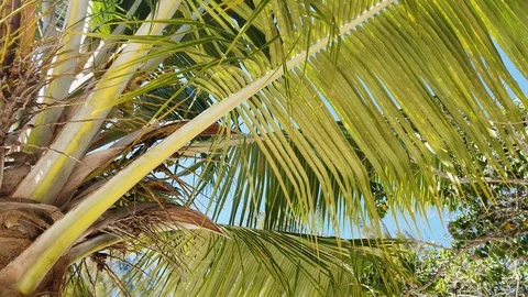 Close up still shot of palm tree leaves swaying in the wind 4k Stock Footage 108521400