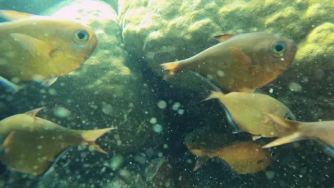 Close up still view of groups of golden school Berycidae fish with giant coral a Stock Footage 240483713