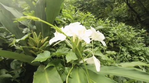 Close up still view of White ginger flowers blossom in a jungle forest with dens Stock Footage 245441795