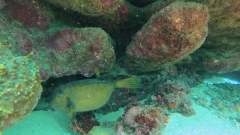 Close up still view of a yellow boxfish trunk fish curious looking swimming hidi Stock Footage 240483470