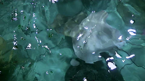 Close up of Sting  Ray Stock Footage 53242557