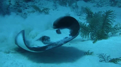 Close up of a sting ray as it moves dramtically from cover of sand 스톡 동영상 50441656