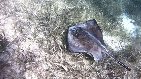 Close sting ray swimming Vídeos de archivo 168527493