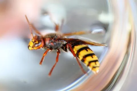 Close up of stinger wasp Stockfoto's