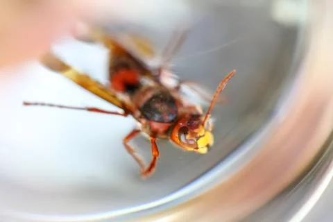 Close up of stinger wasp Stock Photos