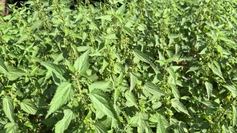 Close-Up of Stinging Nettles Stock Footage 285056139