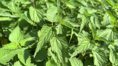 Close-Up of Stinging Nettles Stock Footage 285056273