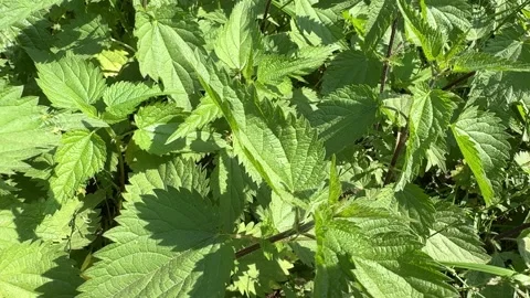 Close-Up of Stinging Nettles Stock Footage 285056280