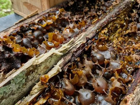 Close-Up of Stingless Bee Hive with Propolis and Honey Stock Photos