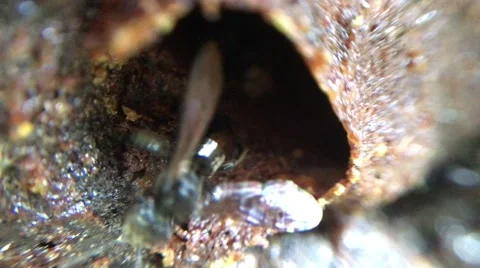 Close up of stingless bees in beehive Stock Footage 68929654