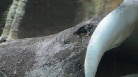 Close up of a Stingray in an aquarium Stock Footage 250147380
