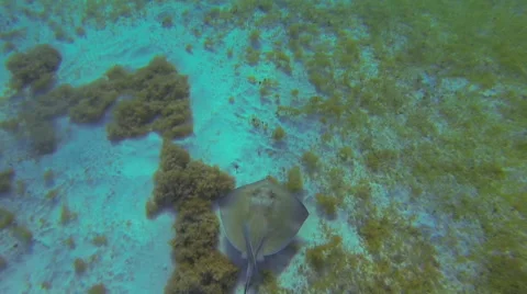Close up of a stingray Stock Footage 42456030