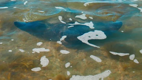 Close Up of Stingray Video stock 253909806