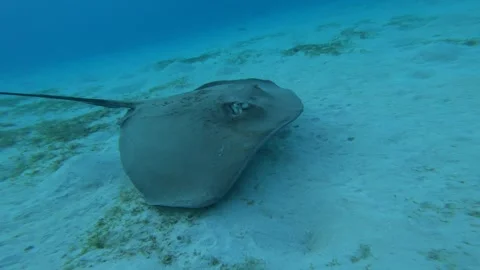 Close-up of stingray gliding low over sandy seabed 動画素材 348405385