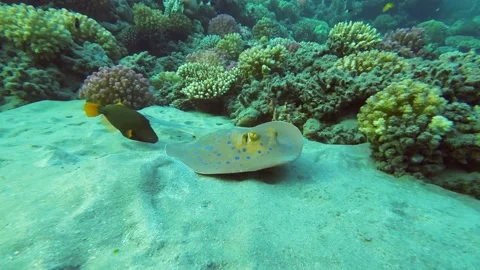 Close up of Stingray lies on the sandy bottom near coral reef Stock Footage 232487724