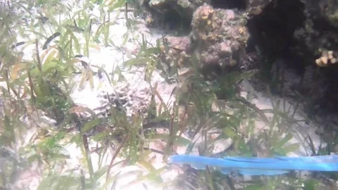 Close-Up Stingray Resting Under Coral with Venomous Tail Spine Stock Footage 340109235