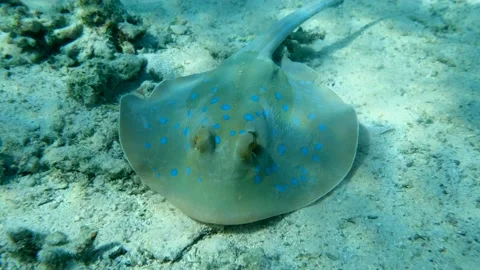 Close-up of Stingray on the seabed. Blue-spotted Stingray (Taeniura lymma) and Stock Footage 150731076