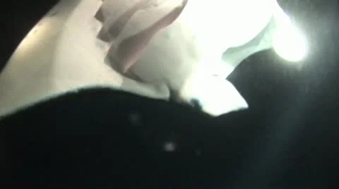 Close Up of Stingray Swimming In Darkness 2 스톡 동영상 19092701