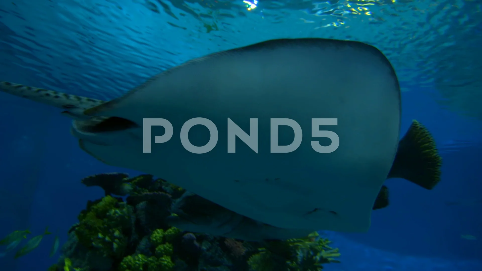 Stingray Stock Video Footage Royalty Free Stingray Videos Page 14 Stingray Stock Video Footage Royalty Free Stingray Videos Page 14