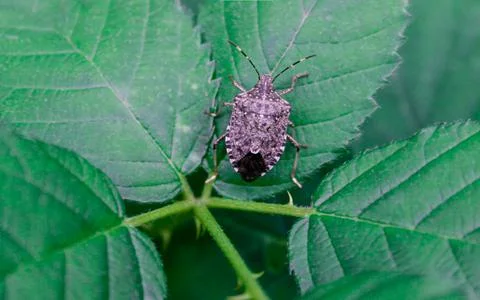 Close-up stink bug on the green leaf, The brown marmorated stink bug is an Stock Photos