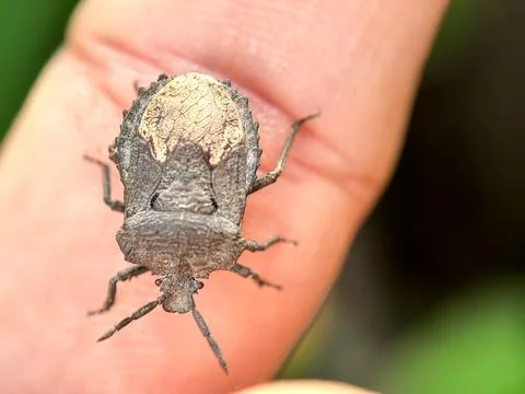 Close up of stink bug landed in the hands of humans Photos