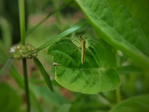 Close up of a stink bug perched on a plant leaf Stock Photos
