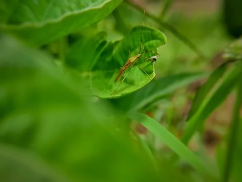 Close up of a stink bug perched on a plant leaf Stock Photos