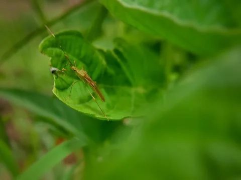 Close up of a stink bug perched on a plant leaf Stock Photos