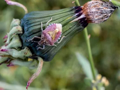 A close up of a Stink Bug Stock Photos