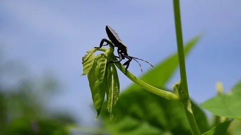 Close up stink bug on young leaf Stock Footage 69820554