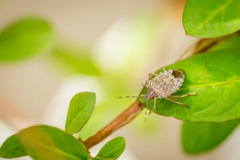 Close up of stinky bug on green leaf Stock Photos