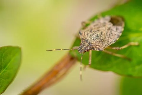 Close up of stinky bug on green leaf Stock Photos