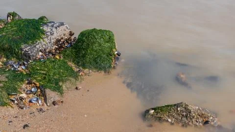 Close-up of a stone with algae Stock Photos