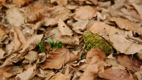 Close up of stone covered with green moss and plant in early spring Stock Footage 303370876