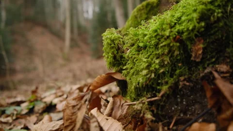 Close up of stone covered with green moss in early spring Stock Footage 303371874