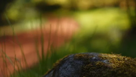 Close up of stone covered in moss at the park with red clay path in background Stock Footage 108687652