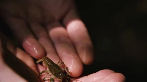 Close up on stone crayfish on a hand Stockbeeldmateriaal 92409091