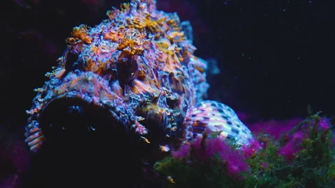  Close up of stone fish Stock Footage 139358619