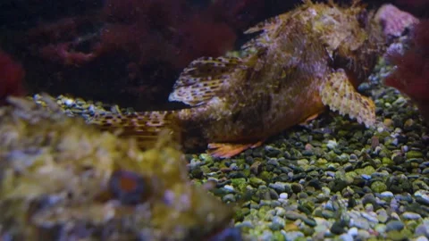 Close up of stone fish Stock Footage 218987082