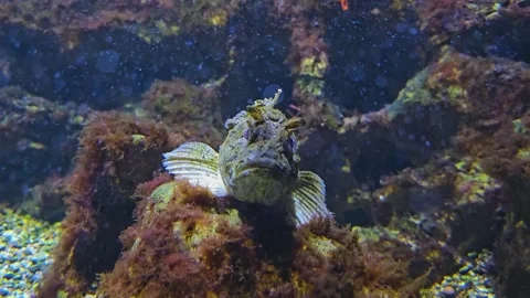 Close up of a stone fish Stock Footage 253057791