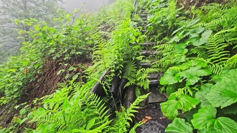 A close up a stone path with. Stock Footage 282792007