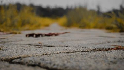 Close Up of Stone Pathway with Blurred Background Stock Photos