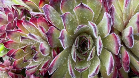 Close-up of stone rose in landscape design Stock Footage 195722177