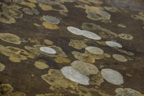 Close-up of a stone texture Stock Photos