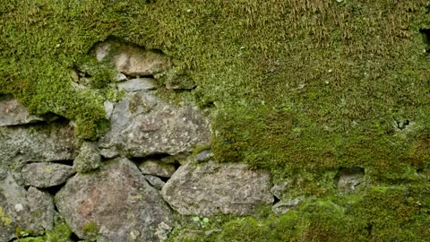 Close up on stone wall with green think mossy texture growing on it Stock Footage 289677413