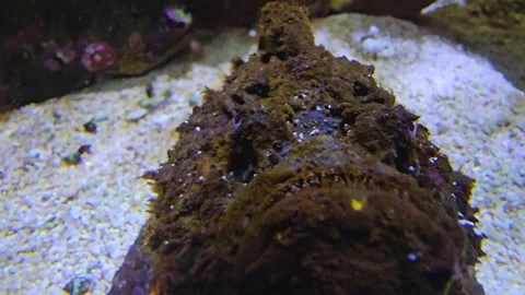 Close up of Stonefish also bearded ghoul  Stock Footage 277536899