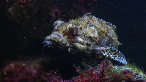 Close up of stonefish. Video stock 135039363