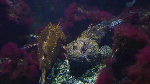 Close up of a Stonefish  Stock Footage 244335460